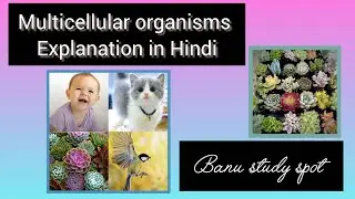 What is Multicellular organisms?In hindi|||characteristics of multicellular organisms|