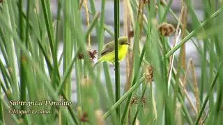 Subtropical Doradito - Huaypo Lake, Cusco.