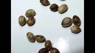 Seed Enhancement Technologies (Seed Coating,Priming, Pelleting and Hardening )