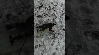 The most Shocking Find in the Winter Forest ever