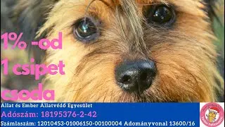 Állat és Ember Á.V.E. Yorkie fajtamentés