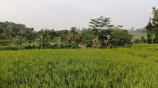 Lokasi di Leuwiliang Bogor‼️di Jual Tanah Bagus Luas 1.200 m²❗Harga 210 juta❗no Tlp 085814799809