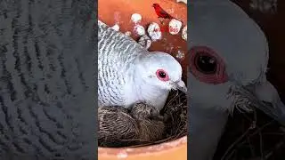 Diamond dove with small chick in the nest | Aviary Birds