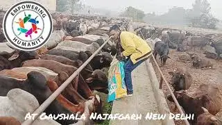 Gaushala At Najafgarh Team Empowering Humanity