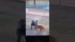 The Most Intense Animal Battles #WildlifeDrama #FightForLife #NatureWar #AnimalInstinct