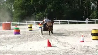 Buzz Super Derby 2015 Orleton Farm