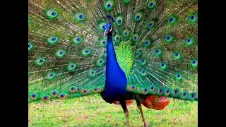 Pav&atilde;o abrindo o Leque