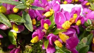 Milkworts  - Polygala - Mj&oacute;lkururt - &Iacute;s&oacute;psv&ouml;ndur  - Pottaplanta - Sumarbl&oacute;m