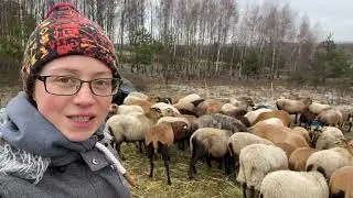 40. Dlaczego chcemy oddać owcę?