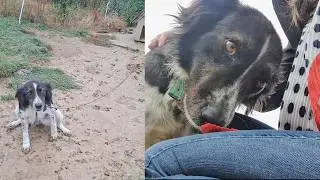Dogs Reaction to Being Rescued and Freed from Chain