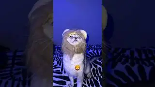 Лающий лев!?