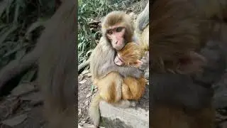 Cute Baby Monkey | YoYo Monkey | BiBi Monkey | Monkey Banana-Baby Monkey | Best Monkey Moments