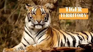 4K UHD Tiger Territory 🐯  || Ambient Upbeat Lofi Music and Two Hours of Stunning Tiger Footage 🐅