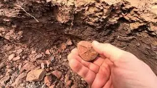 Ископаемые аргиллиты Аризоны
