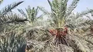 Date garden of Saadi company. #date #garden #export #company