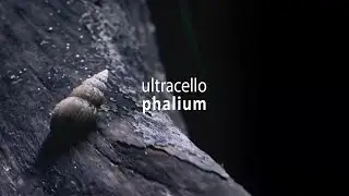 Ultracello &ndash; Phalium