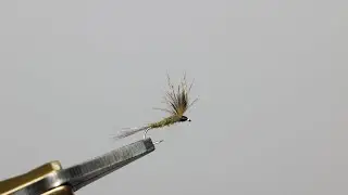 Vidéo montage : Squirrel olive
