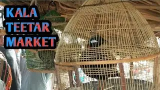 DAUR Birds market biggest birds kala Teetar market 2021