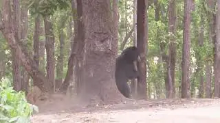 Sloth Bear scratching his back at dusk - Kanha NP 2014