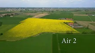 rapeseed or    mustard seed