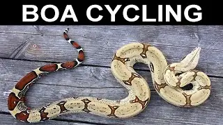 Cycling Boa Constrictors for Breeding