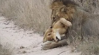 Rare footage of the African lion |   #Wildlife