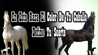 La Raza Marwari (No pueden salir de la India)🐴-Del Cerro Soy