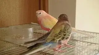 やけに鳴くアキクサインコ