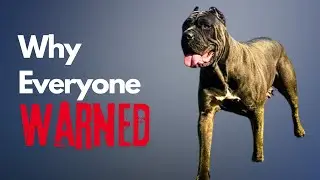 Why Everyone Warned Me Before Getting an American Bandogge