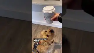 Orlando Dog Friendly Coffee Spot: Cups & Pups Coffee