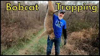 Catching a Bobcat in Blind Set near a dead deer. #trapping #bobcat