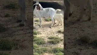 He believes in you #god#believe #faithingod #win#goats#goatstatus #trend#trendingshorts #farmlife