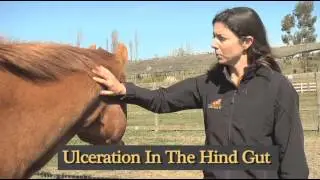 How To: Understanding Equine Diarrhea