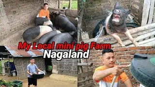 My local new pig farming  in Nagaland 😍 | village lifestyle