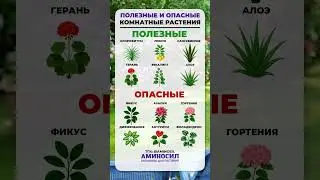 СРОЧНО проверьте свои растения на БЕЗОПАСНОСТЬ! #растения #цветы #цветоводство