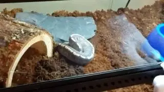 Распаковка Royal Constrictor Designs &mdash; GHI Mojave Ball Python