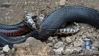 Indigo Snake Eats Python 01   Snake Cannibalism