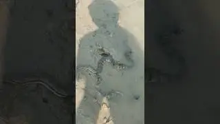 sundarban river snake