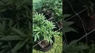 Pink runtz strain