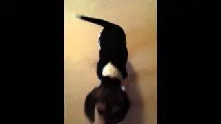 Chiot Beagle 2mois et demi
