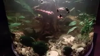 Guppies in BiOrb Tube Tank!