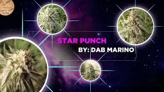 Star Punch Strain ShowCase &mdash; StarDawg &times; Shoreline OG &times; Purple Punch &times; Mac 1 | Dab Marino #short