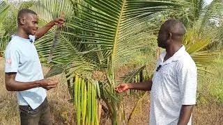 Productive coconut farming business. How do I get it right Pt 1?