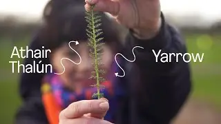 Yarrow, the father of all healing herbs.  For more from Feebee, visit www.forager.ie