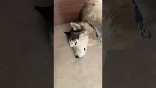 Just husky can do this
