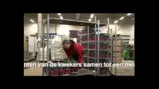 Horizontale samenwerking in de sierteelt