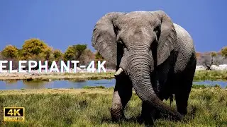 ELEPHANT -4K: The Gentle Giants of the Animal Kingdom