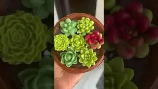 Succulent Candle🌵| Clay Pot | Home Decor| #peacemind #homedecor #candlemaking #soybean #viralvideo