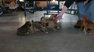 Puggle Puppies