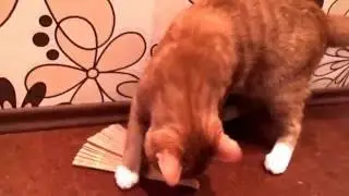 Лео и веер